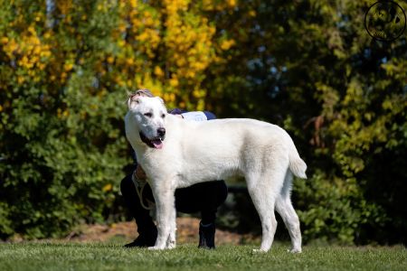 7. 	Pes	Dorastu	NAZIR ERK ESHRET	VN1, BIS Puppy