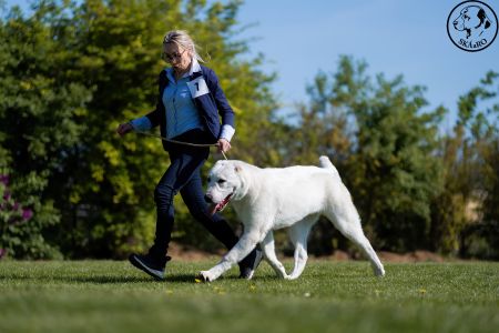 7. 	Pes	Dorastu	NAZIR ERK ESHRET	VN1, BIS Puppy