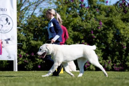 7. 	Pes	Dorastu	NAZIR ERK ESHRET	VN1, BIS Puppy