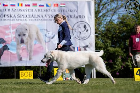 7. 	Pes	Dorastu	NAZIR ERK ESHRET	VN1, BIS Puppy