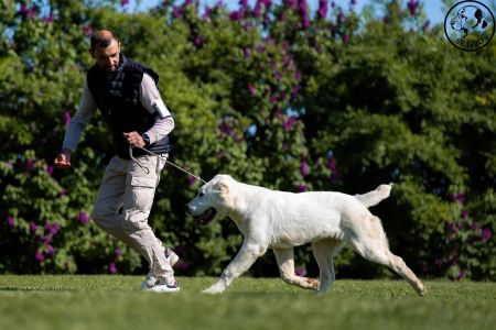 8. 	Pes	Dorastu	YULGIZ ZHAKHAN	VN3