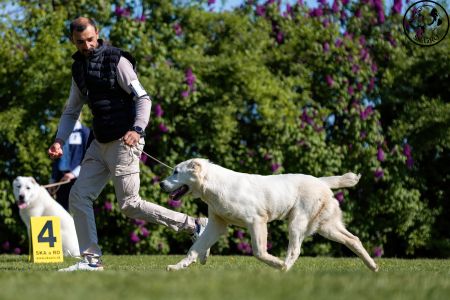 8. 	Pes	Dorastu	YULGIZ ZHAKHAN	VN3