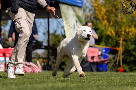 8. 	Pes	Dorastu	YULGIZ ZHAKHAN	VN3