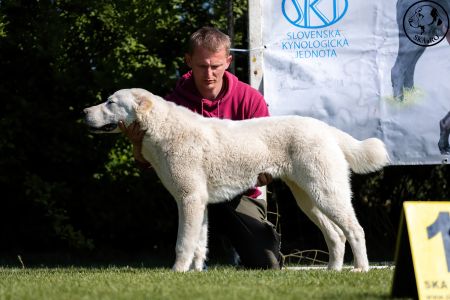 6. 	Pes	Dorastu	DRAGON VAJOMI CAO	VN2