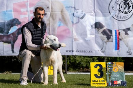 8. Pes	Dorastu	YULGIZ ZHAKHAN	VN3