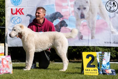 6. 	Pes	Dorastu	DRAGON VAJOMI CAO	VN2