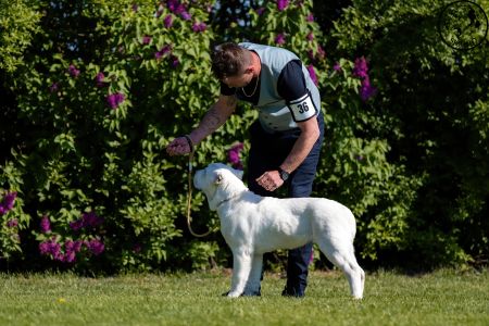 36.  	Suka	Mladšieho dorastu	DOGMA Z NOVÝCH KOŠARÍSK	VN