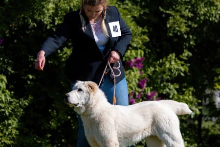 40. 	Suka	Mladšieho dorastu	SURI CHACALKIZ CHENEKEL	VN
