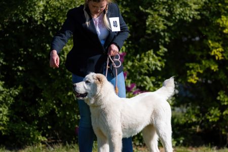 40. 	Suka	Mladšieho dorastu	SURI CHACALKIZ CHENEKEL	VN
