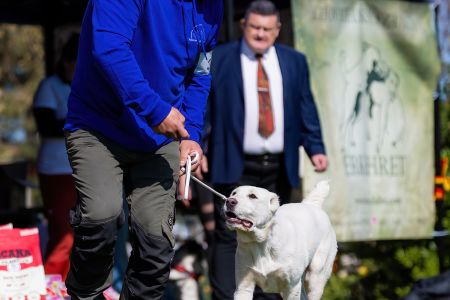 37. Suka	Mladšieho dorastu	ESME VALOROSO DEL BUVALA	VN1, BIS Minor puppy