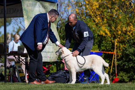 38. 	Suka	Ml.dorastu	LORA HISTORY SOUL	VN3