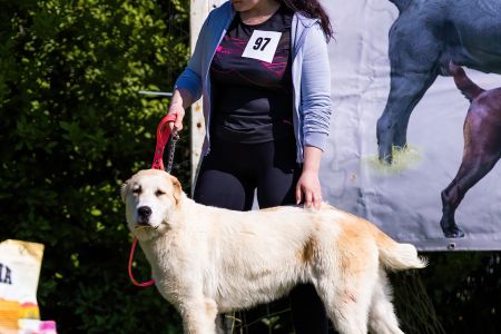 97. 	Suka	Mladšieho dorastu	SHEILA CHACALKIZ CHENEKEL	VN2