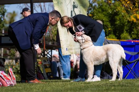 40. 	Suka	Mladšieho dorastu	SURI CHACALKIZ CHENEKEL	VN