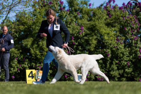 40. 	Suka	Mladšieho dorastu	SURI CHACALKIZ CHENEKEL	VN