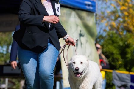 40. 	Suka	Mladšieho dorastu	SURI CHACALKIZ CHENEKEL	VN