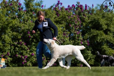 40. 	Suka	Mladšieho dorastu	SURI CHACALKIZ CHENEKEL	VN