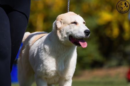 97. 	Suka	Mladšieho dorastu	SHEILA CHACALKIZ CHENEKEL	VN2