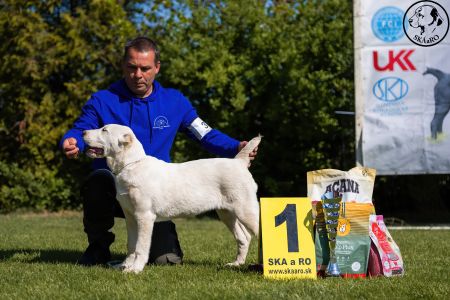 37. Suka	Mladšieho dorastu	ESME VALOROSO DEL BUVALA	VN1, BIS Minor puppy