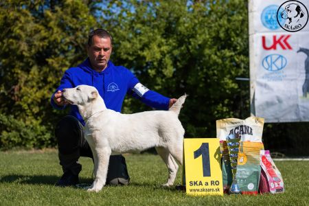 37. Suka	Mladšieho dorastu	ESME VALOROSO DEL BUVALA	VN1, BIS Minor puppy