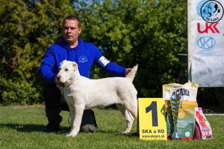 37. Suka	Mladšieho dorastu	ESME VALOROSO DEL BUVALA	VN1, BIS Minor puppy