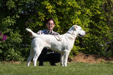 45. 	Suka	Dorastu	KAZBEGI KALINKA	VN4