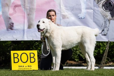 42. 	Suka	Dorastu	DAIRA VAJOMI CAO	VN3