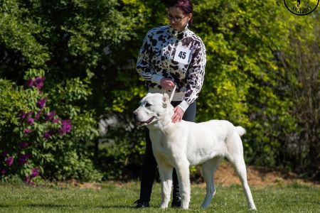 45. 	Suka	Dorastu	KAZBEGI KALINKA	VN4