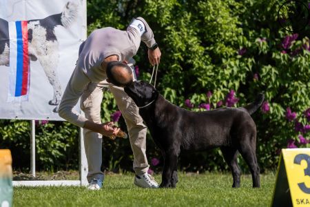 43. Suka	Dorastu	DARIYA	VN1