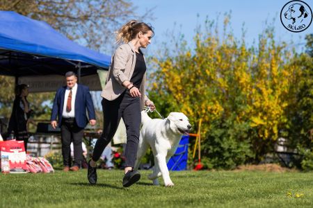 42. 	Suka	Dorastu	DAIRA VAJOMI CAO	VN3