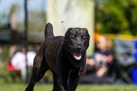 43. Suka	Dorastu	DARIYA	VN1