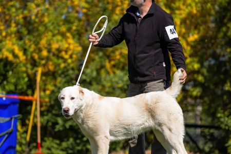 44. 	Suka	Dorastu	DIA VAJOMI CAO	VN2