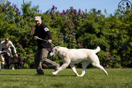 44. 	Suka	Dorastu	DIA VAJOMI CAO	VN2