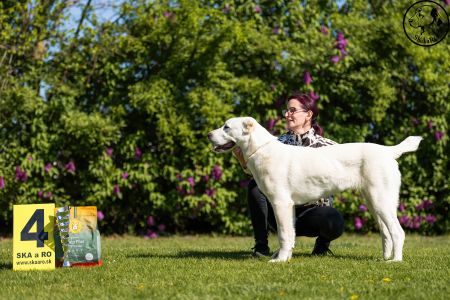 45. 	Suka	Dorastu	KAZBEGI KALINKA	VN4