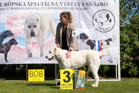 42. 	Suka	Dorastu	DAIRA VAJOMI CAO	VN3