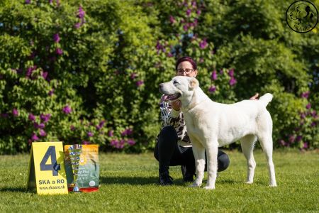 45. 	Suka	Dorastu	KAZBEGI KALINKA	VN4