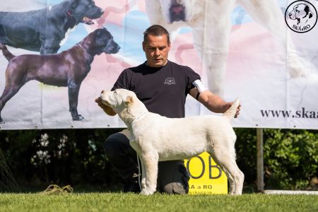 37.  	Suka	Mladšieho dorastu	ESME VALOROSO DEL BUVALA	VN1, BIS Minor puppy