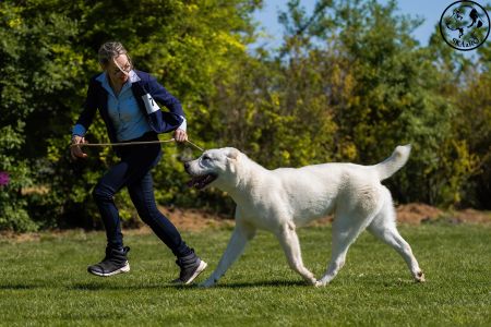 7. 	Pes	Dorastu	NAZIR ERK ESHRET	VN1, BIS Puppy