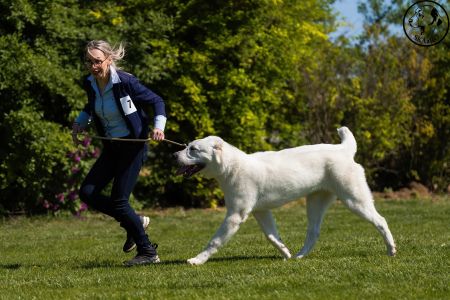 7. 	Pes	Dorastu	NAZIR ERK ESHRET	VN1, BIS Puppy