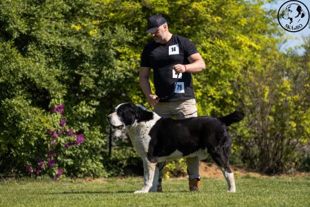 35. 	Pes	Veteránov	NIRAD GJULCITAJ TUHAJ BEJ	V2