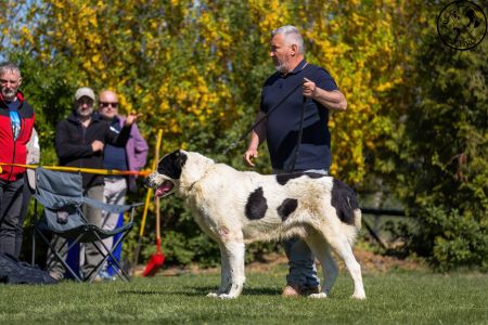 34. 	Pes	Veteránov	AZERI HARCOS T´MIDISLANDER UNIQUE	V1