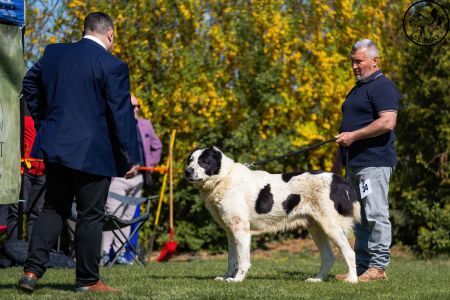 34. 	Pes	Veteránov	AZERI HARCOS T´MIDISLANDER UNIQUE	V1