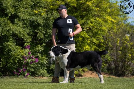 35. 	Pes	Veteránov	NIRAD GJULCITAJ TUHAJ BEJ	V2