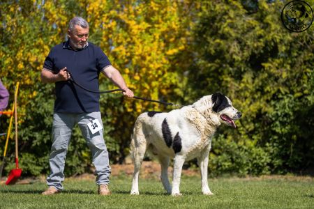 34. 	Pes	Veteránov	AZERI HARCOS T´MIDISLANDER UNIQUE	V1