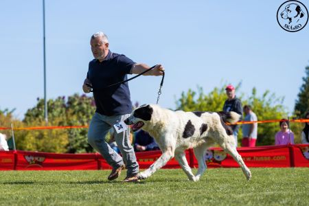 34. 	Pes	Veteránov	AZERI HARCOS T´MIDISLANDER UNIQUE	V1