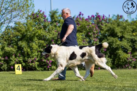 34. 	Pes	Veteránov	AZERI HARCOS T´MIDISLANDER UNIQUE	V1