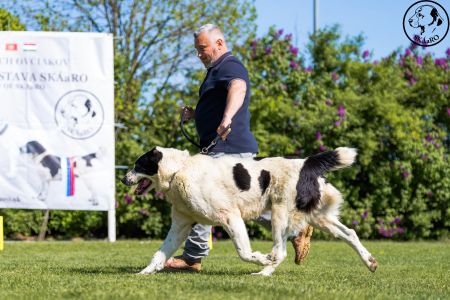 34. 	Pes	Veteránov	AZERI HARCOS T´MIDISLANDER UNIQUE	V1