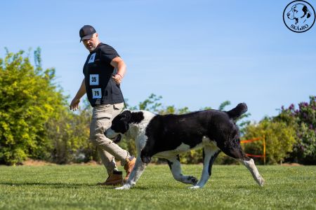 35. 	Pes	Veteránov	NIRAD GJULCITAJ TUHAJ BEJ	V2