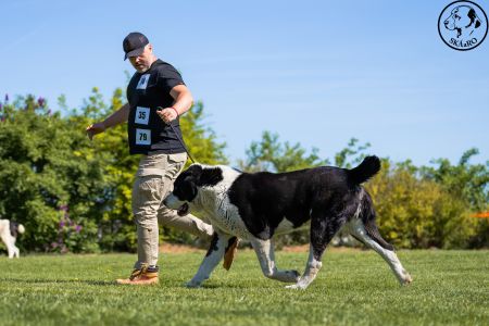 35. 	Pes	Veteránov	NIRAD GJULCITAJ TUHAJ BEJ	V2