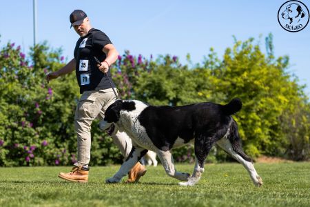 35. 	Pes	Veteránov	NIRAD GJULCITAJ TUHAJ BEJ	V2