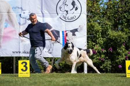 34. 	Pes	Veteránov	AZERI HARCOS T´MIDISLANDER UNIQUE	V1